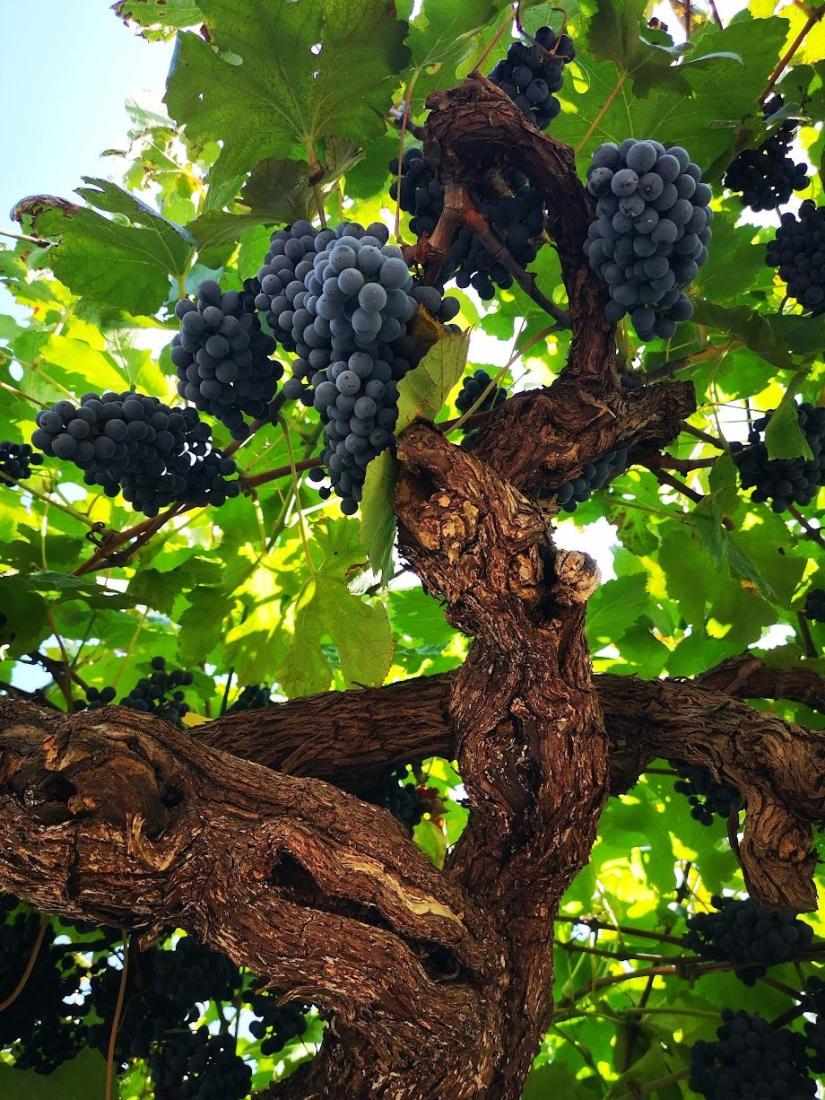 Caisse de vin rouge