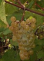 Caisse de vin blanc